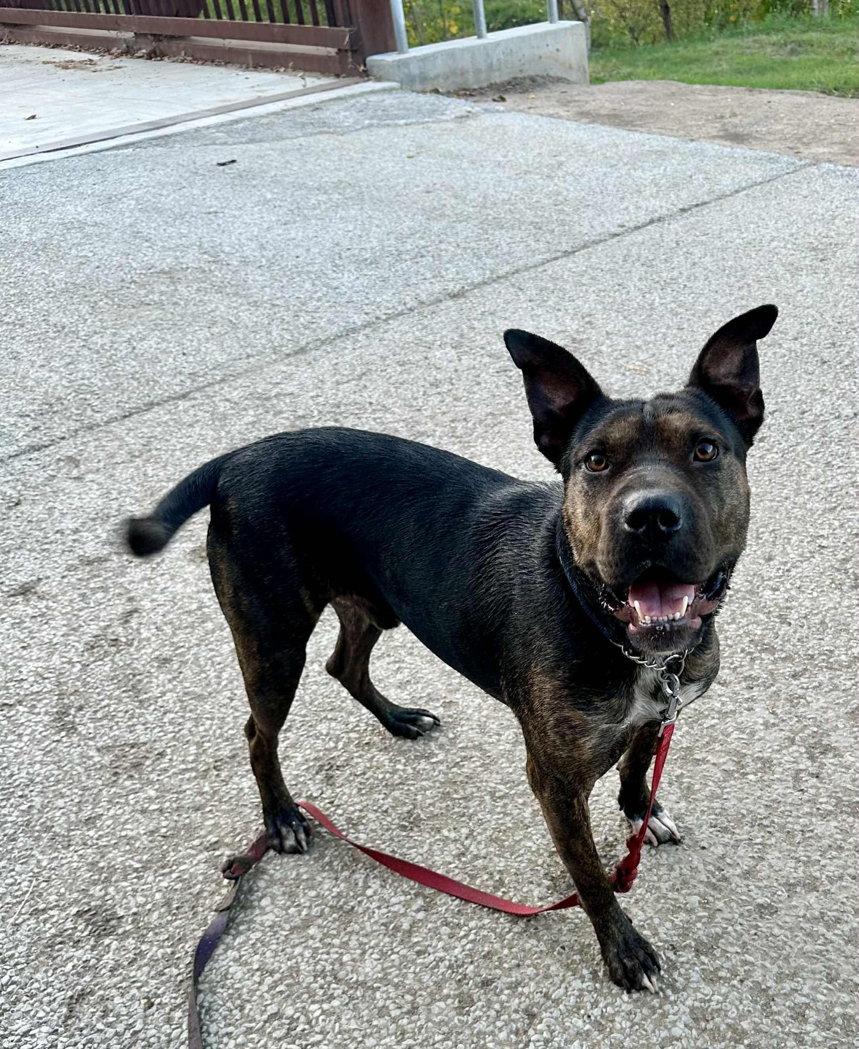 Enlarge Shrimp, a Adoptable mixed breed in Tracy, CA image 2/6