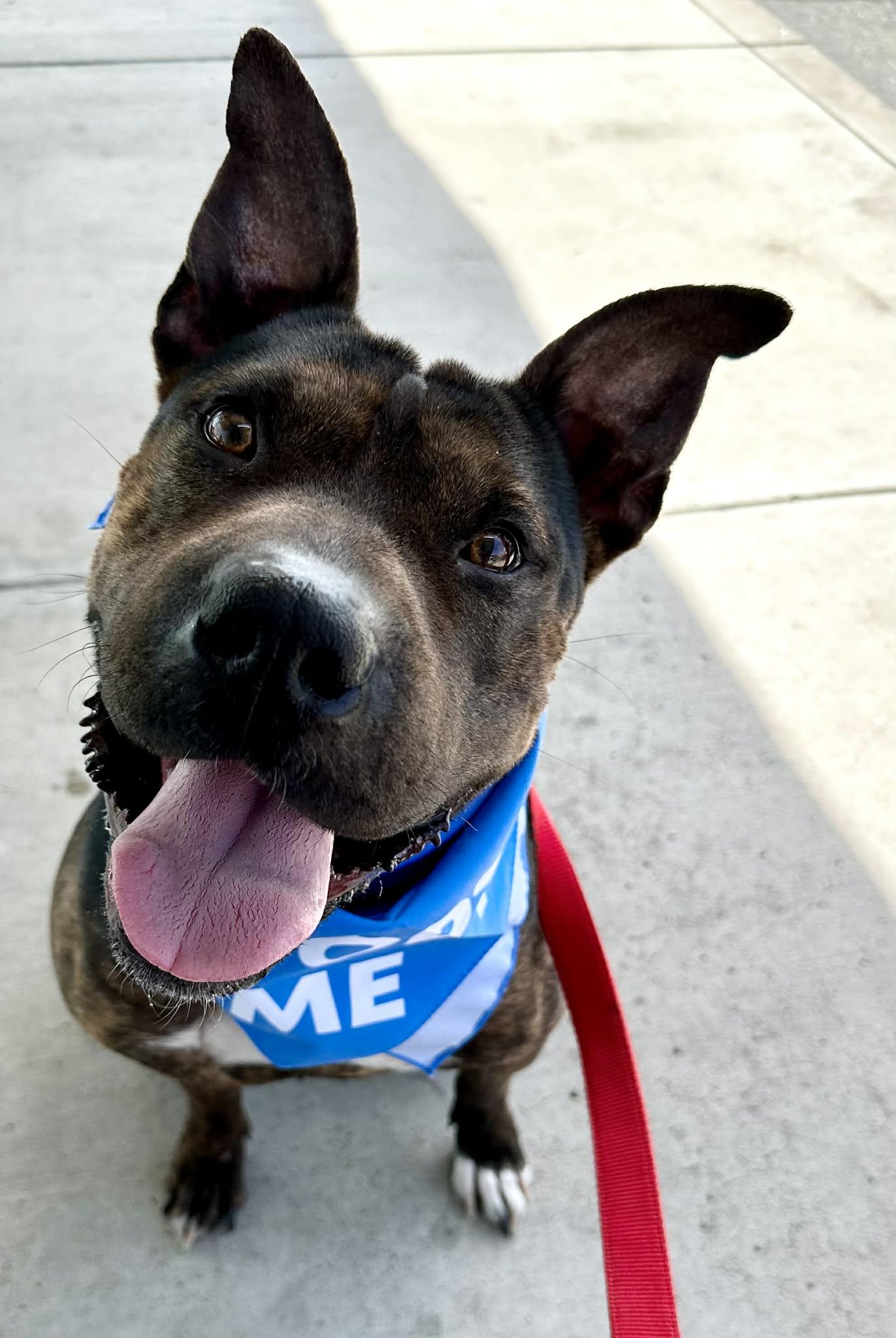 Enlarge Shrimp, a Adoptable mixed breed in Tracy, CA image 3/6