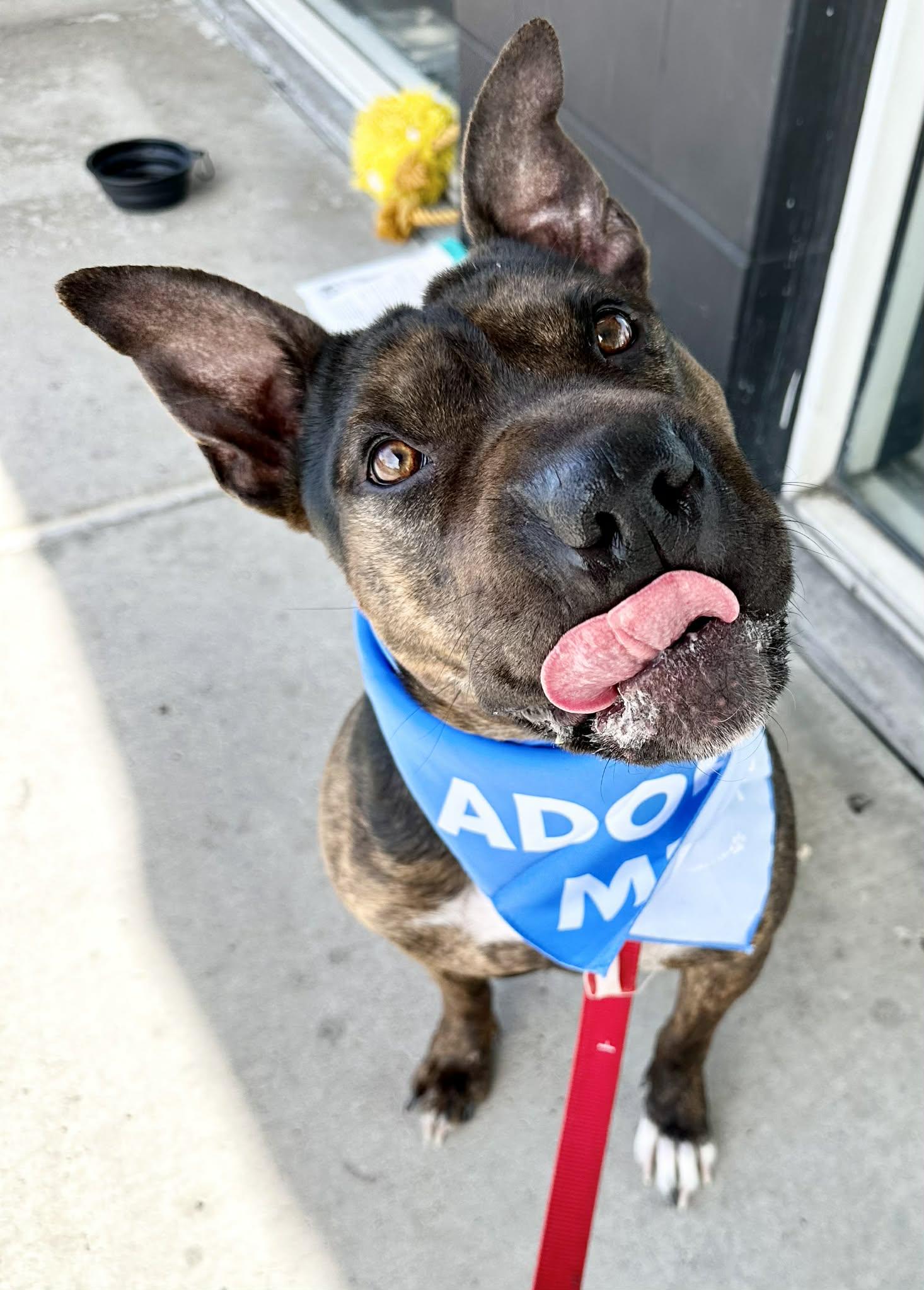 Enlarge Shrimp, a Adoptable mixed breed in Tracy, CA image 4/6