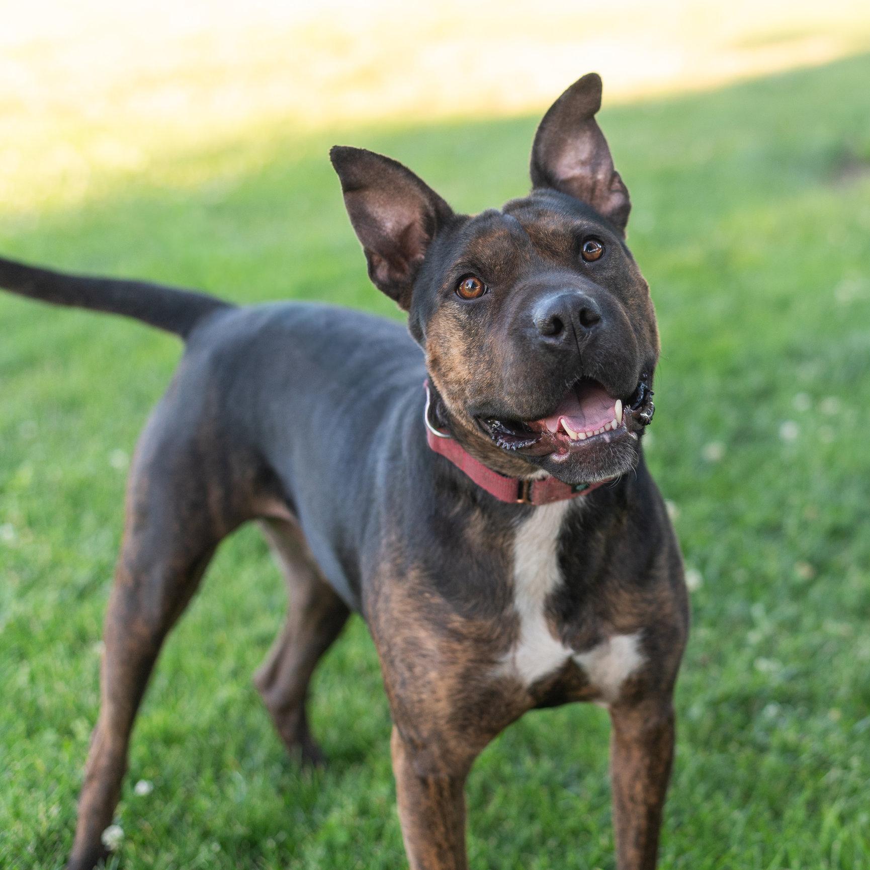 Shrimp, a Adoptable mixed breed in Tracy, CA image 2/6
