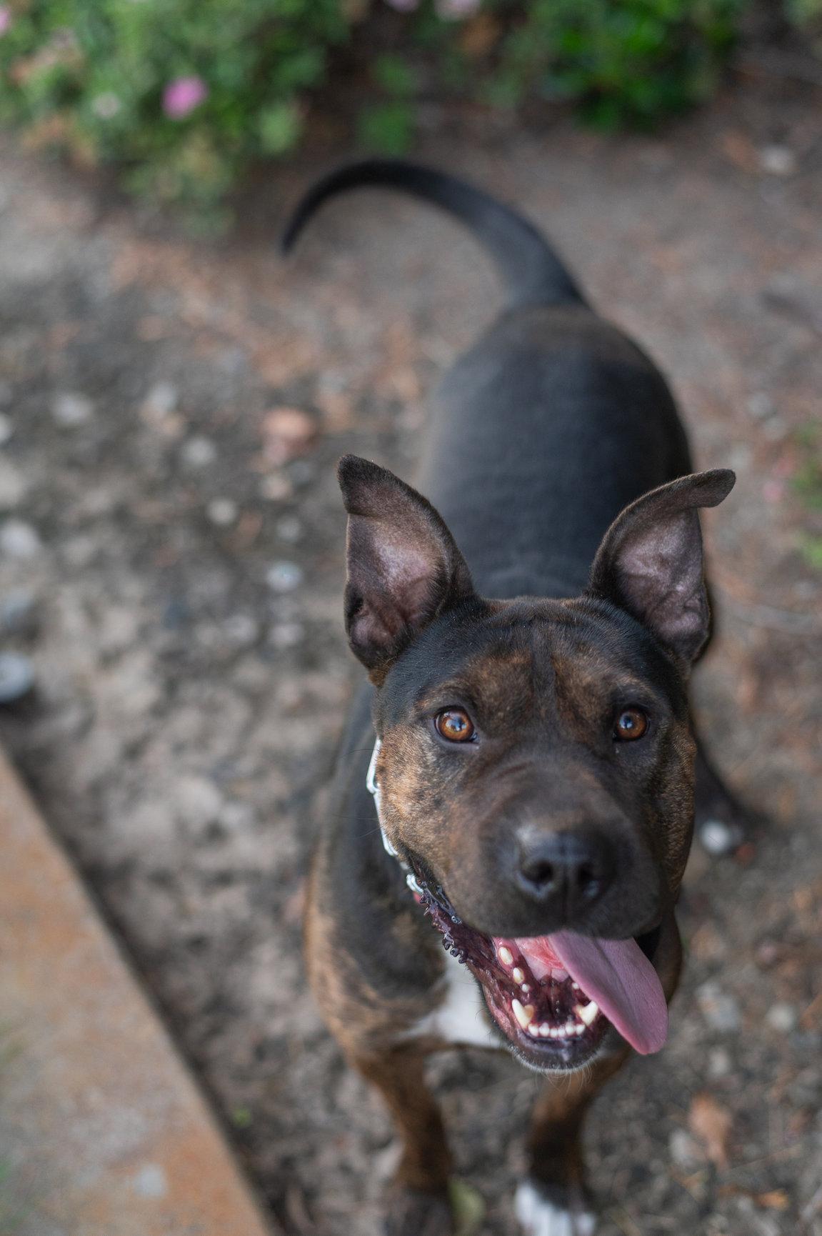 Shrimp, a Adoptable mixed breed in Tracy, CA image 3/6