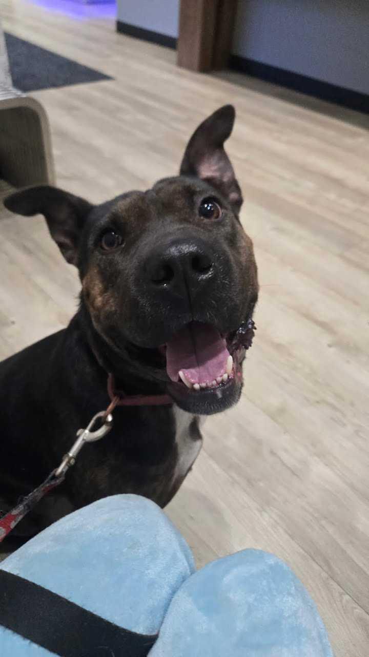 Shrimp, a Adoptable mixed breed in Tracy, CA image 4/6