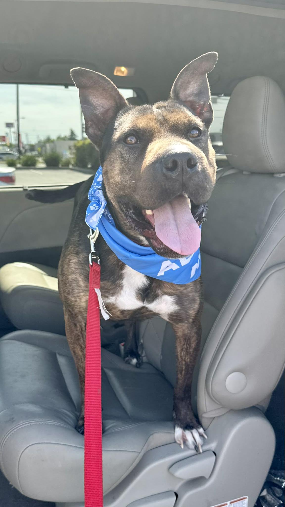 Shrimp, a Adoptable mixed breed in Tracy, CA image 4/6