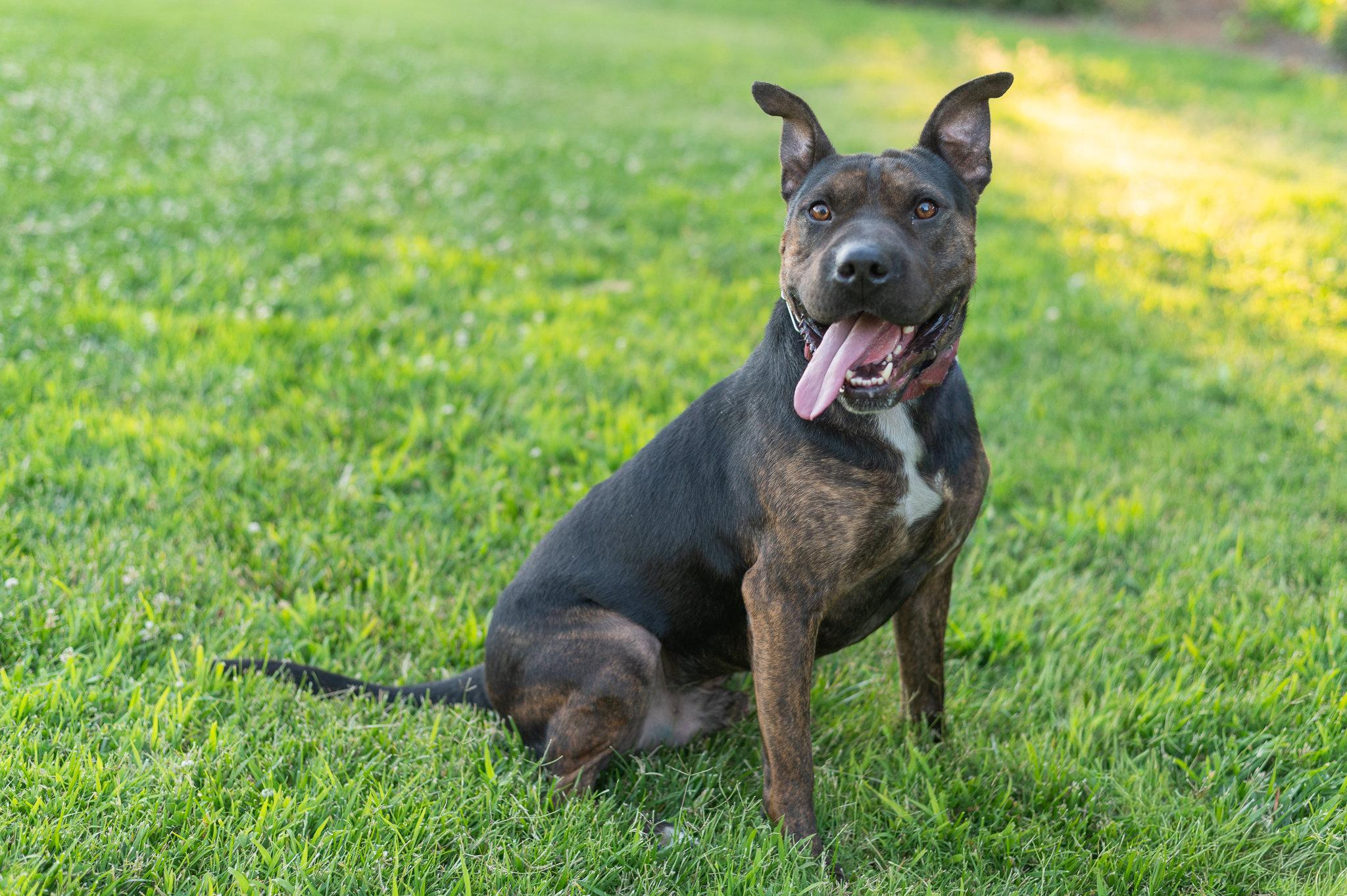 Shrimp, a Adoptable mixed breed in Tracy, CA image 5/6