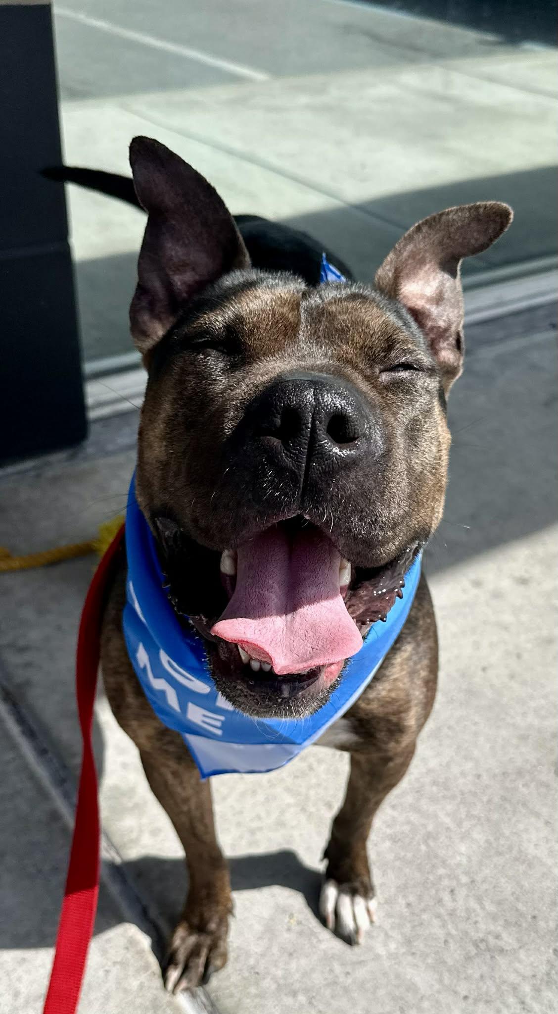 Enlarge Shrimp, a Adoptable mixed breed in Tracy, CA image 5/6