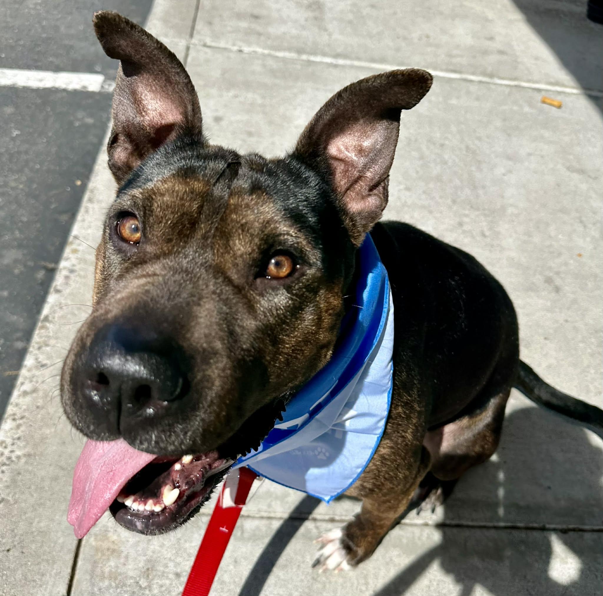 Enlarge Shrimp, a Adoptable mixed breed in Tracy, CA image 6/6