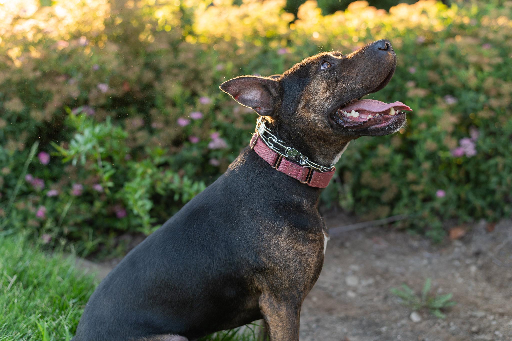 Shrimp, a Adoptable mixed breed in Tracy, CA image 6/6