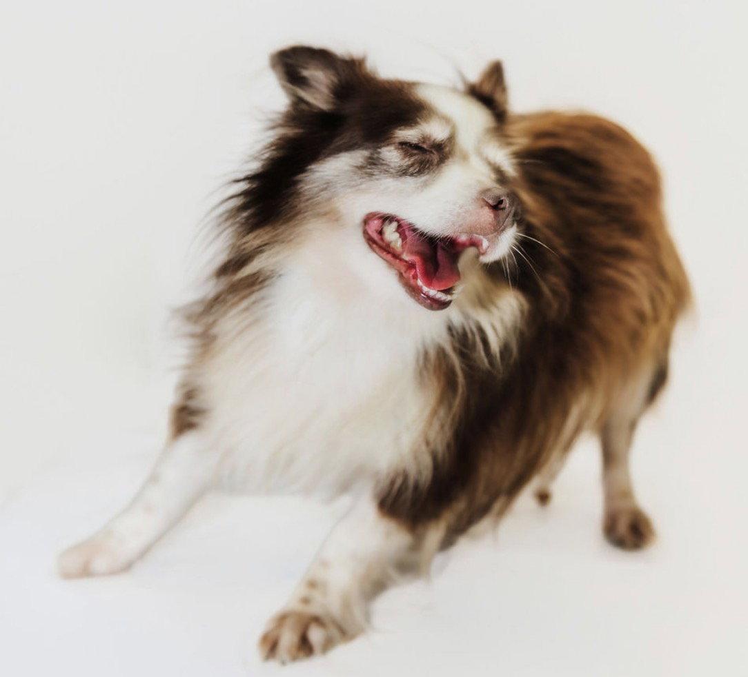 Libby, Adoptable, Young Female Australian Shepherd.