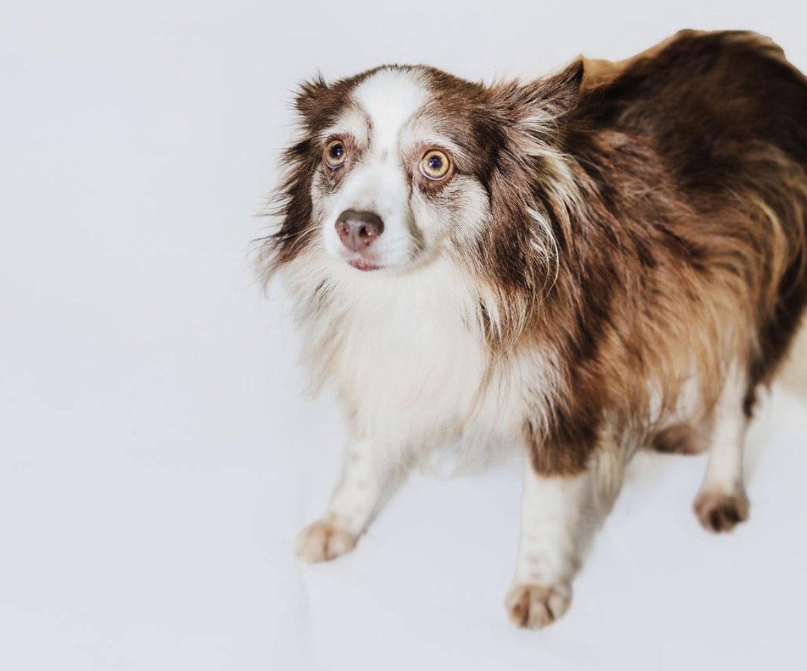 Enlarge Libby, a Adoptable Australian Shepherd in York, SC image 2/3