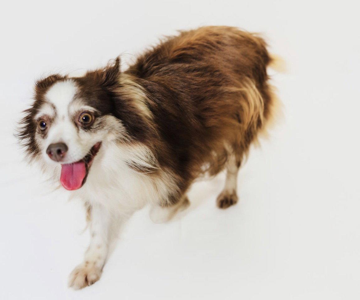 Enlarge Libby, a Adoptable Australian Shepherd in York, SC image 3/3