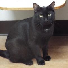 Borger, Young Male Domestic Short Hair