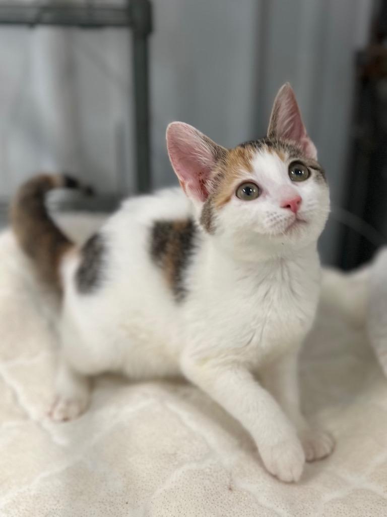 Enlarge Deb, an adopted Domestic Short Hair in Calhoun, KY image 1/1