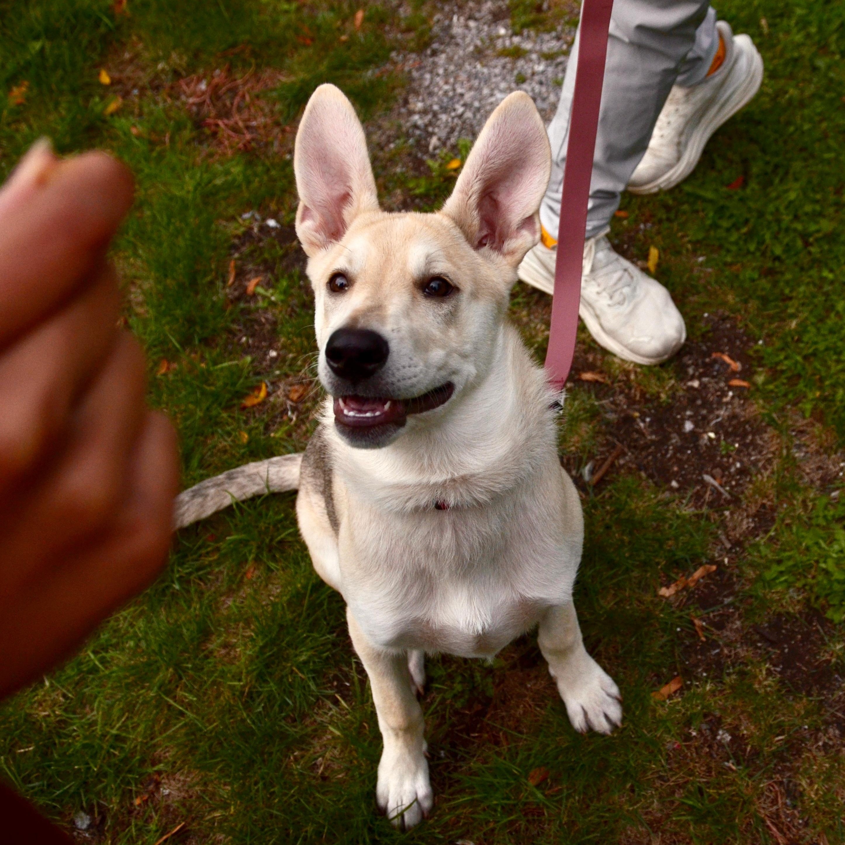 Enlarge Desi, a Adopted mixed breed in Toronto, ON image 1/6