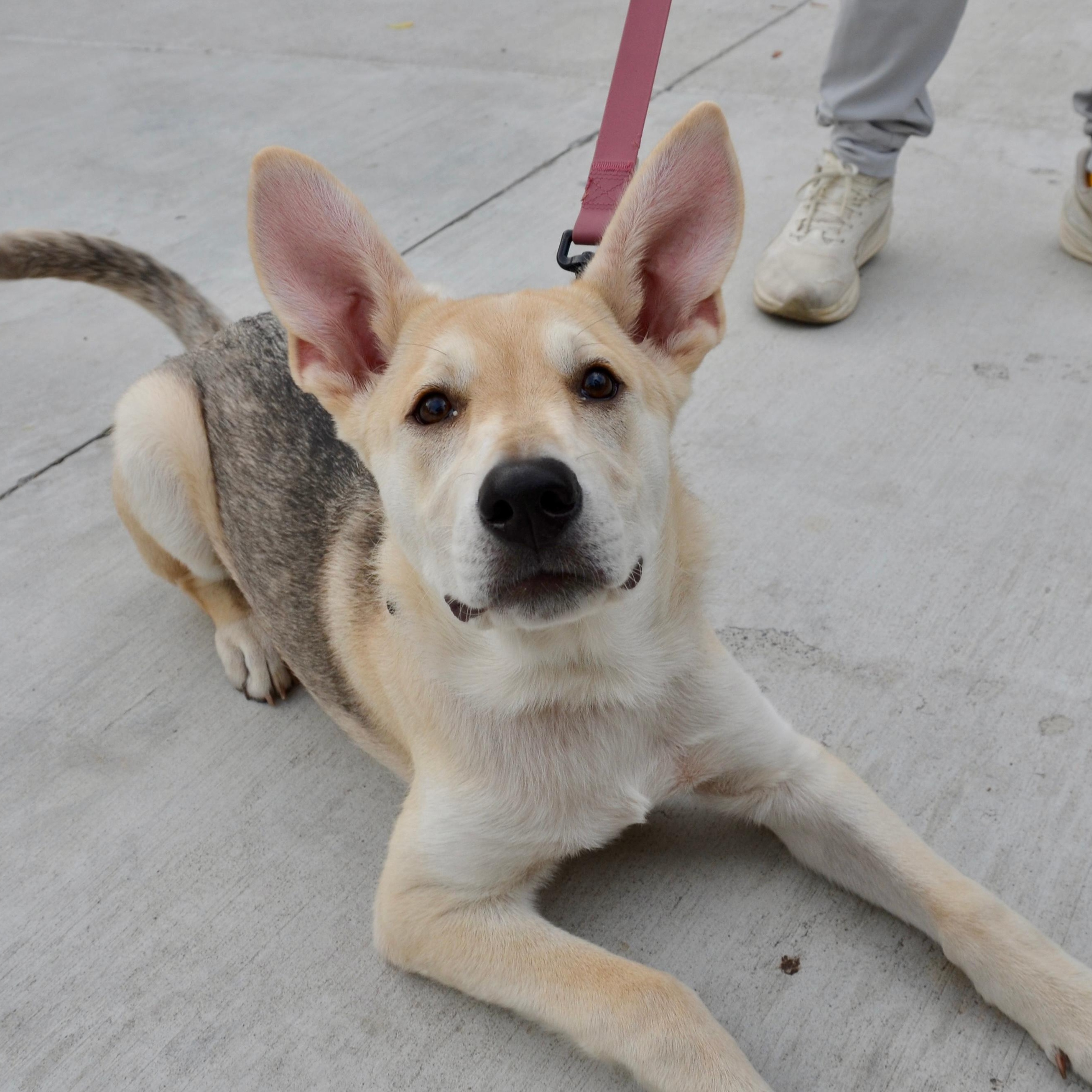 Enlarge Desi, a Adopted mixed breed in Toronto, ON image 2/6