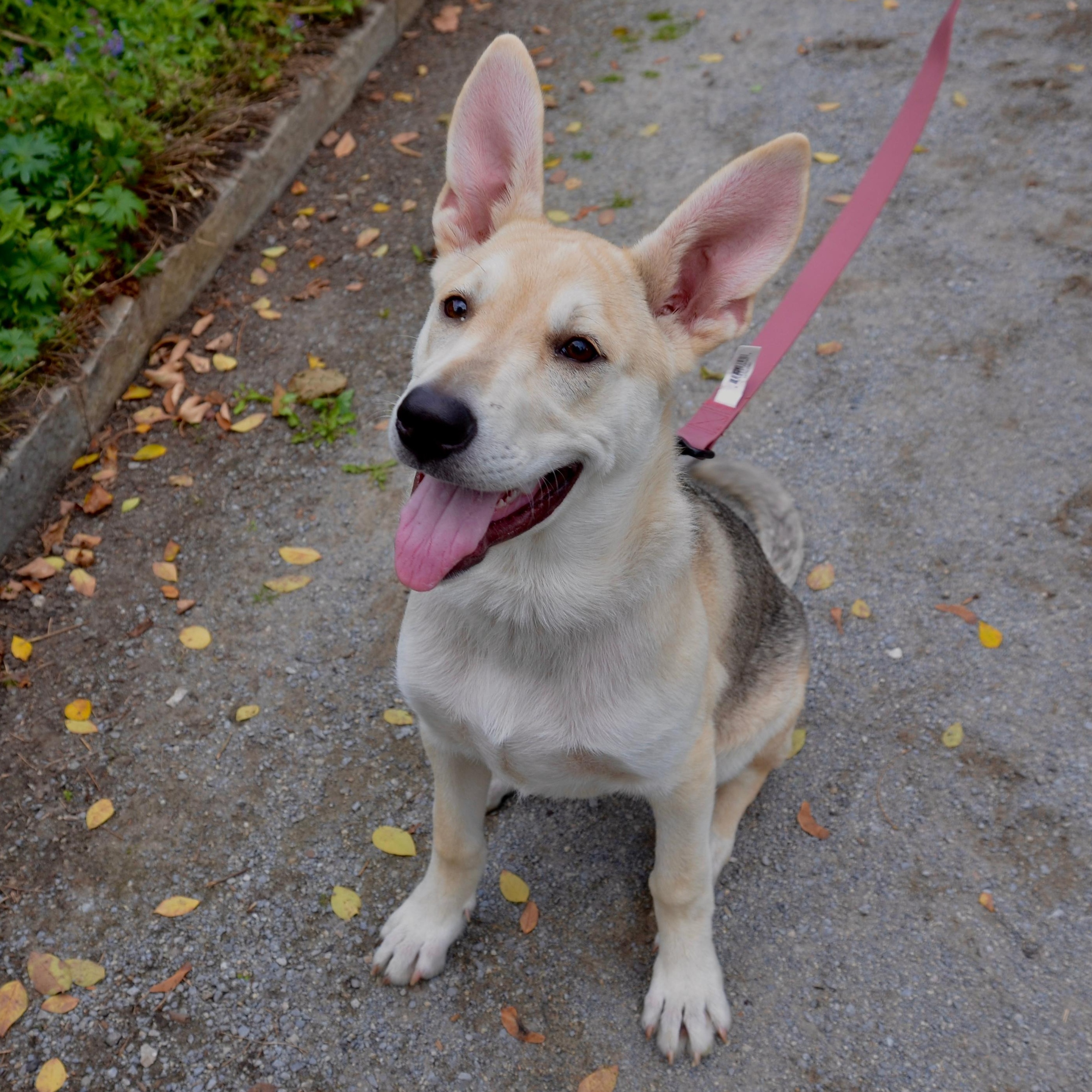 Enlarge Desi, a Adopted mixed breed in Toronto, ON image 3/6