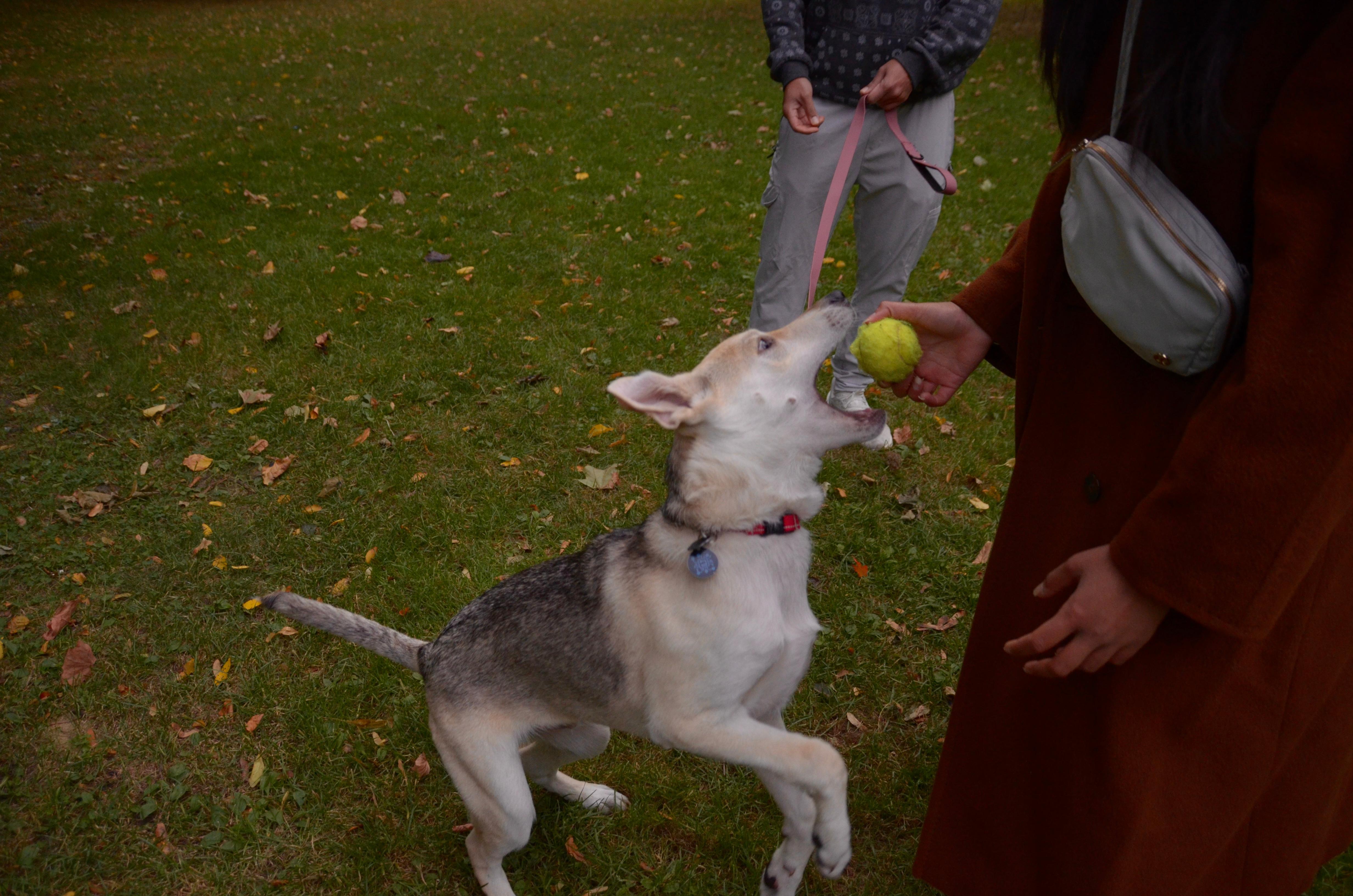 Enlarge Desi, a Adopted mixed breed in Toronto, ON image 5/6