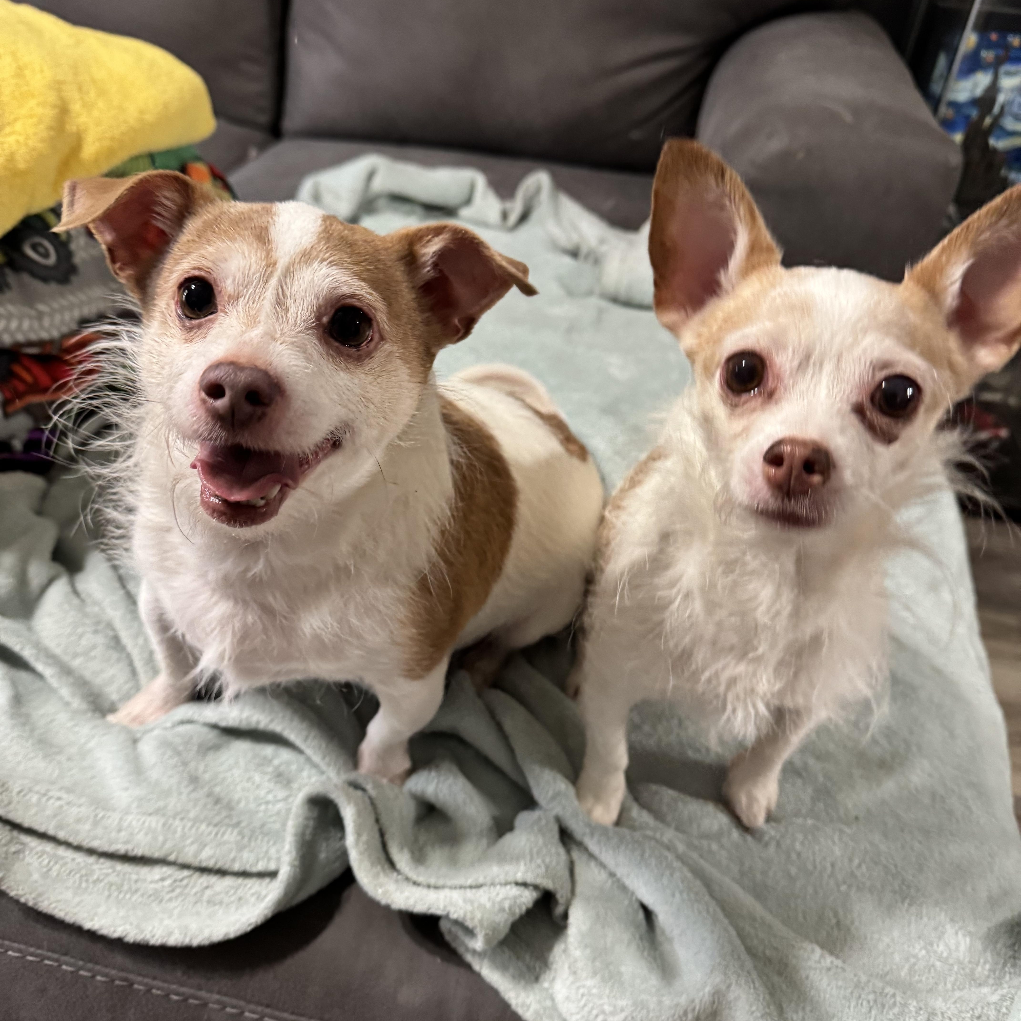 Groot and Uni! Sweet amazing pair! , adopted, Senior Male Chihuahua.