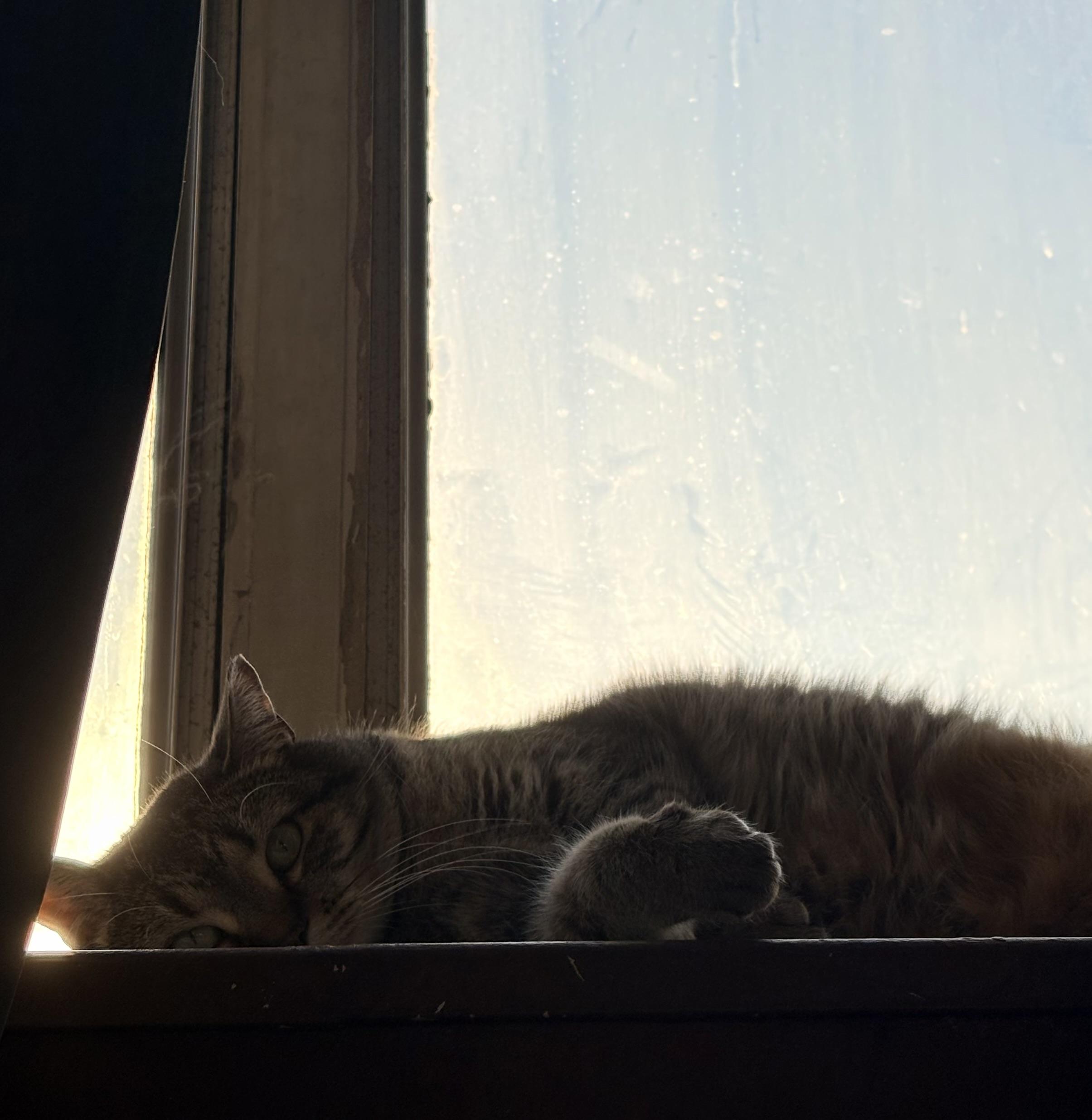 Enlarge Lea *MUST BE ADOPTED AS A BUDDY CAT*, a ADOPTABLE Domestic Short Hair in Toronto, ON image 5/5