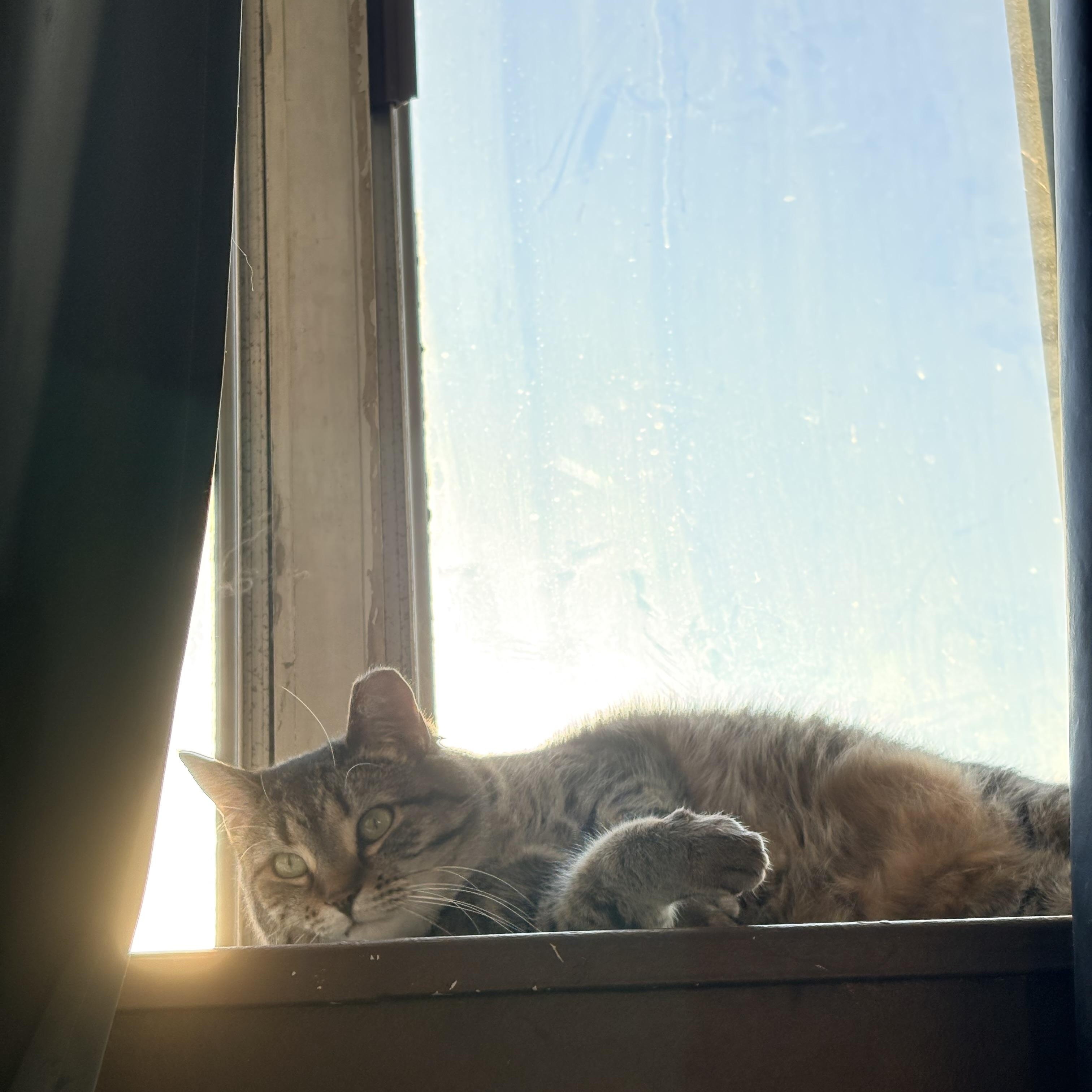 Enlarge Lea *MUST BE ADOPTED AS A BUDDY CAT*, a ADOPTABLE Domestic Short Hair in Toronto, ON image 2/5