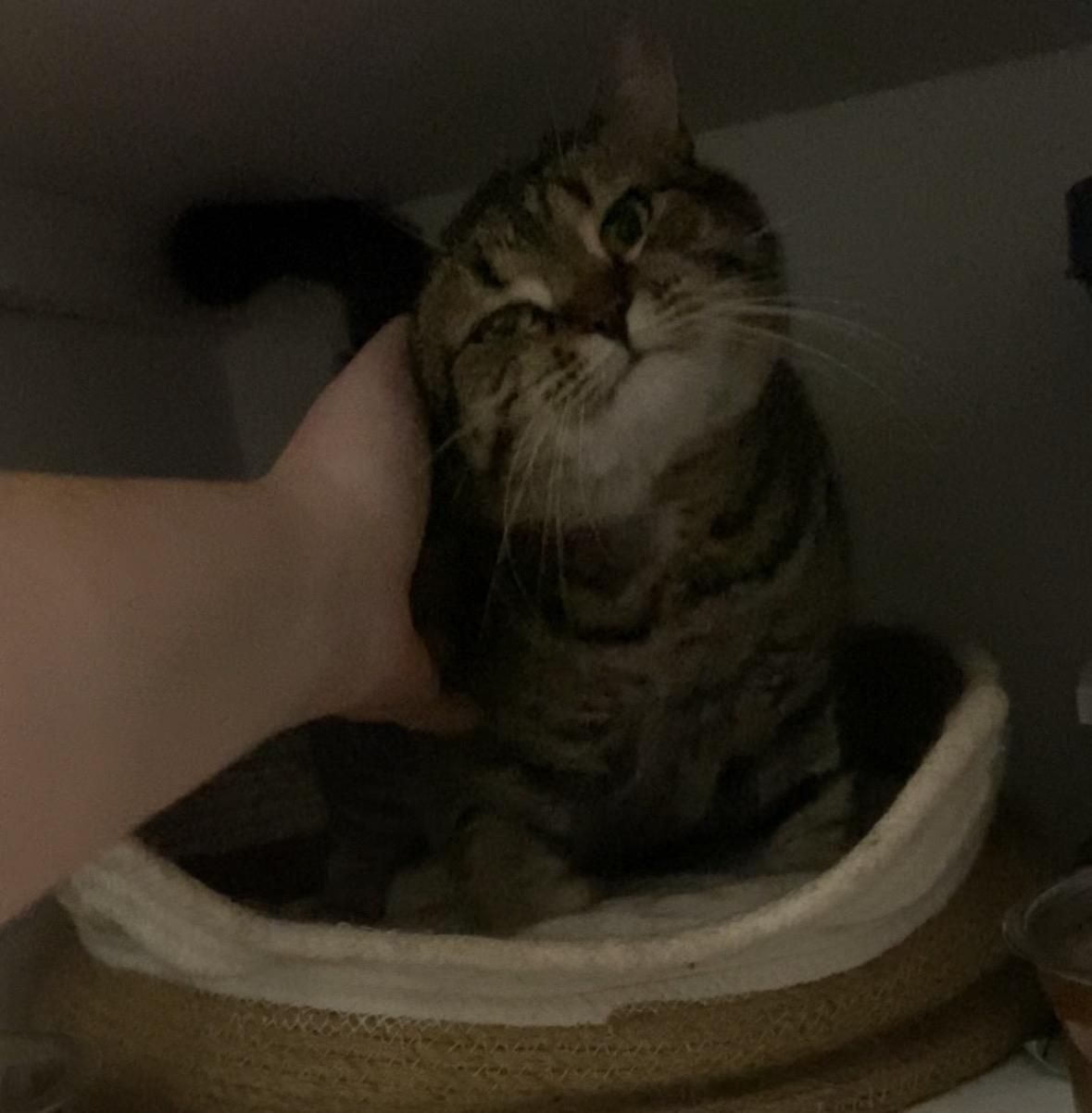 Enlarge Lea *MUST BE ADOPTED AS A BUDDY CAT*, a ADOPTABLE Domestic Short Hair in Toronto, ON image 4/5