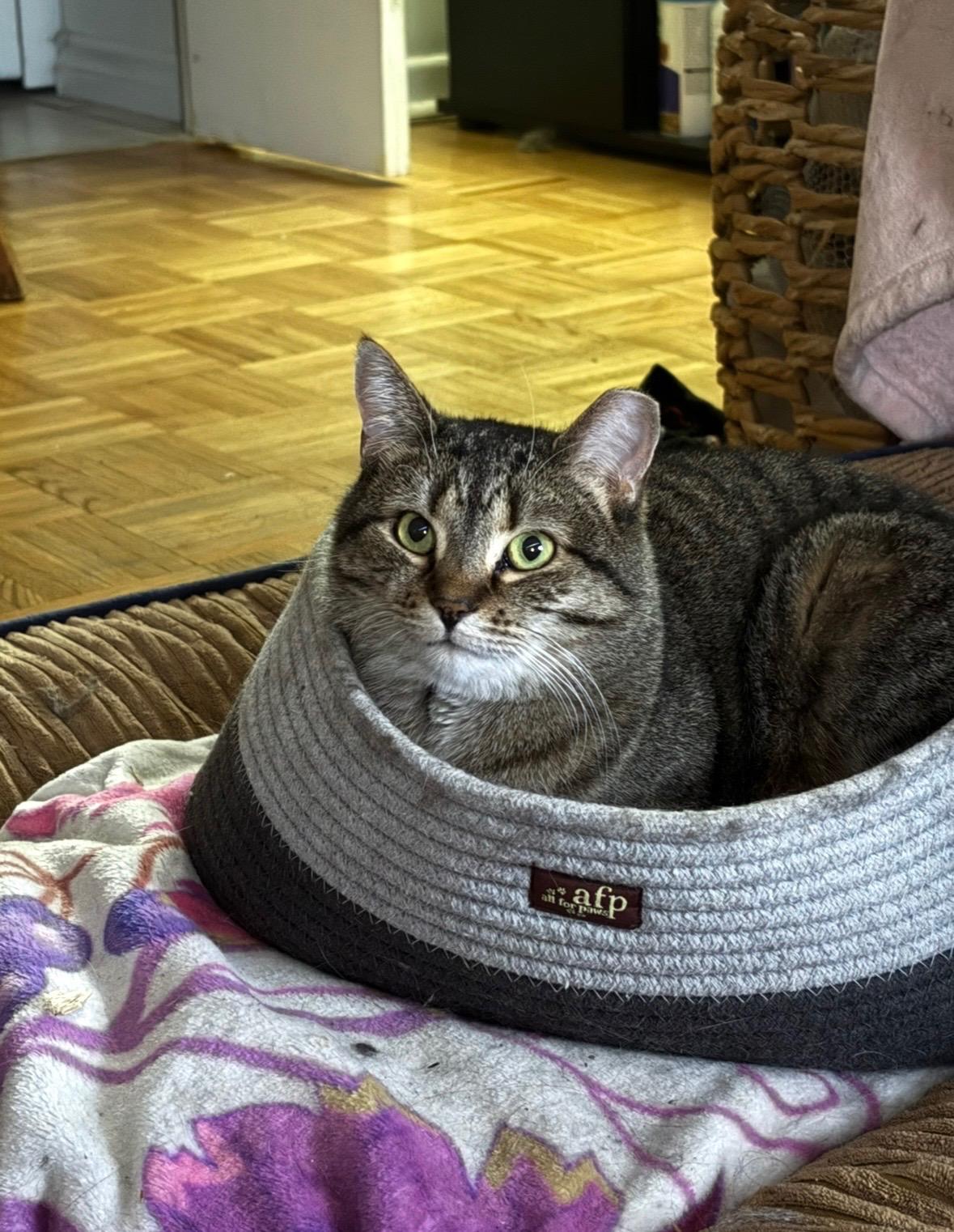 Enlarge Lea *MUST BE ADOPTED AS A BUDDY CAT*, a ADOPTABLE Domestic Short Hair in Toronto, ON image 1/5