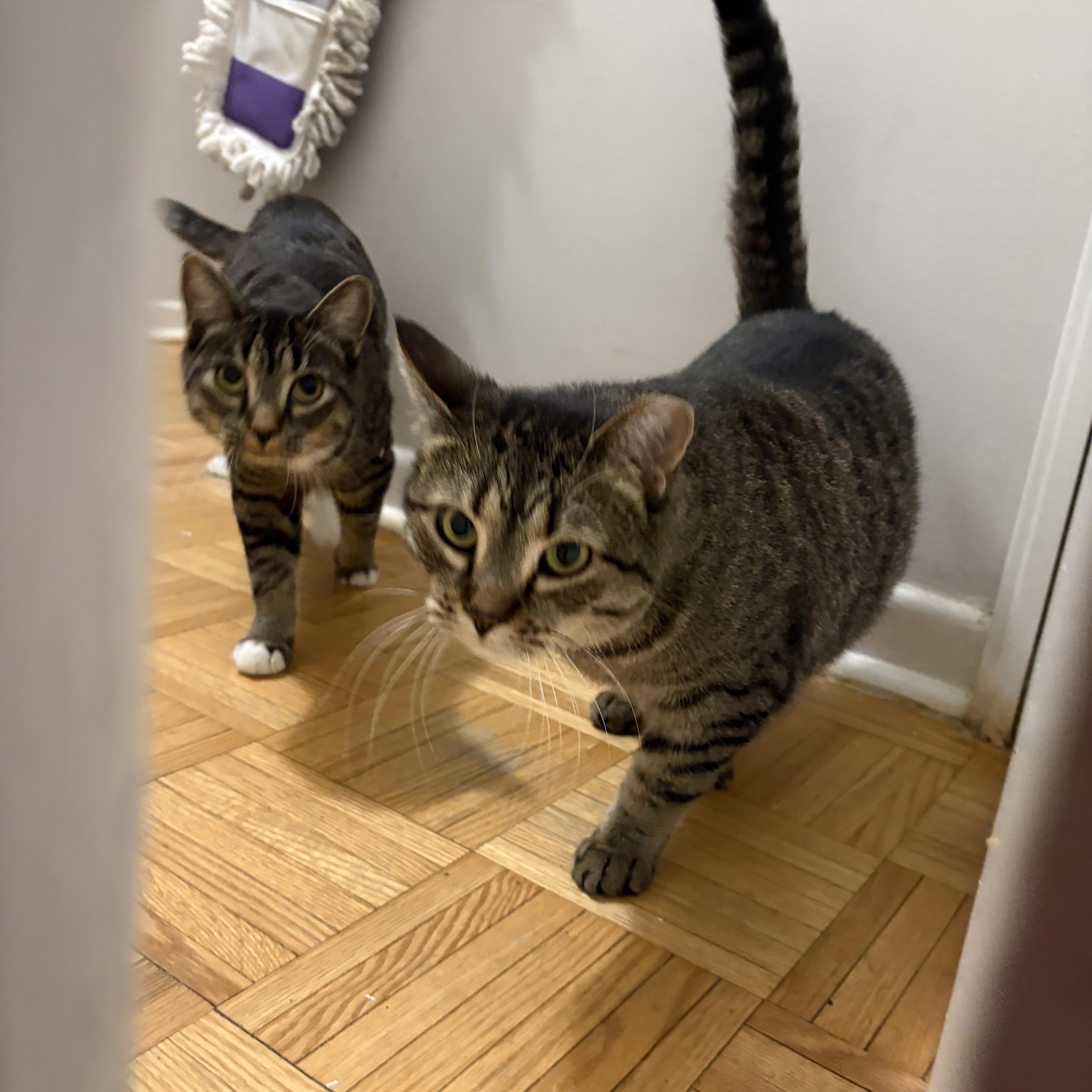 Enlarge Lea *MUST BE ADOPTED AS A BUDDY CAT*, a ADOPTABLE Domestic Short Hair in Toronto, ON image 3/5