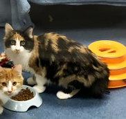 Winnie, Adoptable, Young Female Domestic Long Hair.