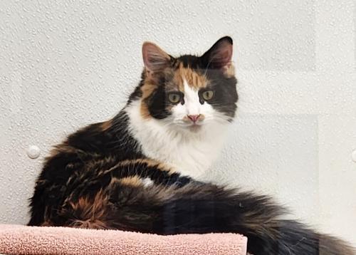 Enlarge Winnie, a Adoptable Domestic Long Hair in St. Johnsbury, VT image 2/3