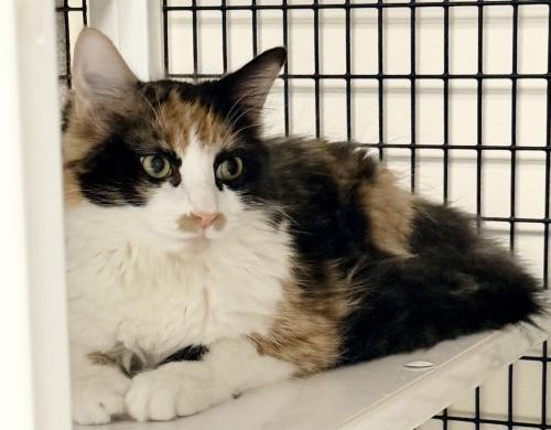 Enlarge Winnie, a Adoptable Domestic Long Hair in St. Johnsbury, VT image 3/3
