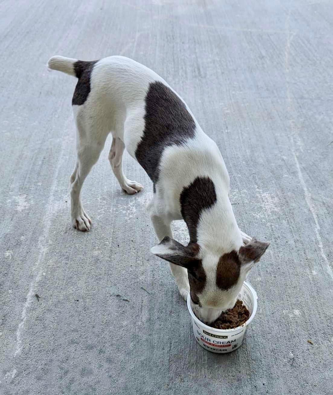 Dog for adoption Jack, a Jack Russell Terrier in South Amboy, NJ