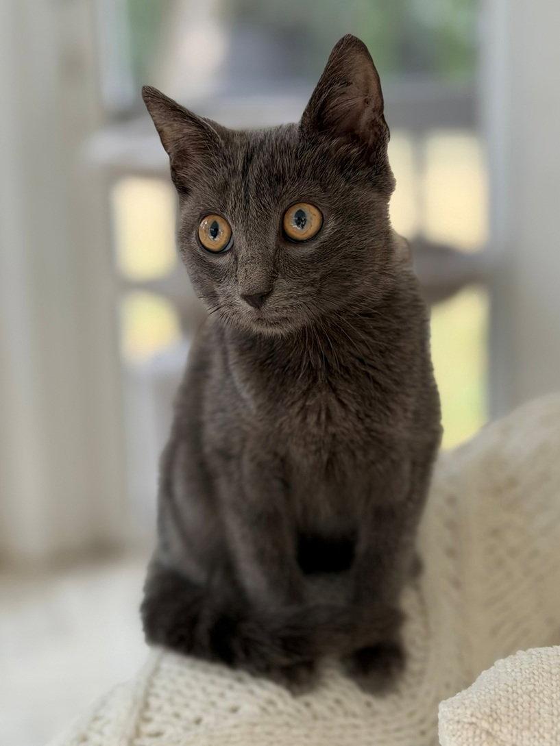 Enlarge Twiggy, a Adoptable mixed breed in Nashville, TN image 1/3