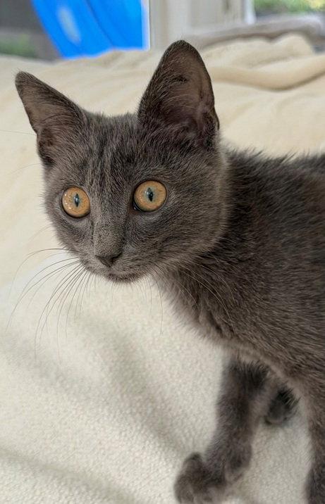 Enlarge Twiggy, a Adoptable mixed breed in Nashville, TN image 2/3
