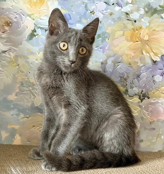 Enlarge Twiggy, a Adoptable mixed breed in Nashville, TN image 3/3