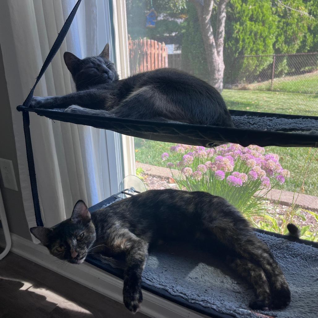 S'more, Adoptable, Young Female Domestic Short Hair.