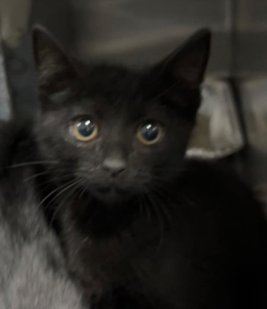 Enlarge Hocus, a Adoptable mixed breed in Henderson, NC image 1/1