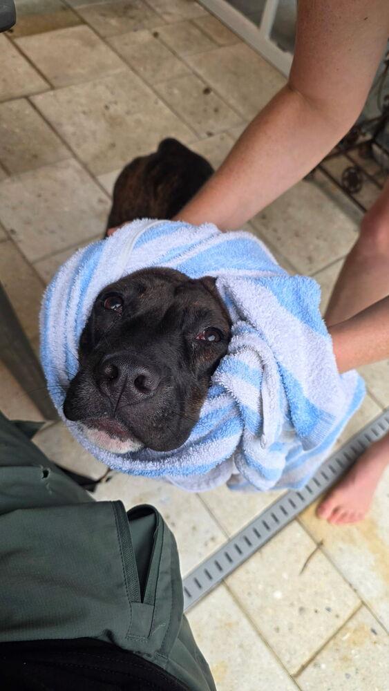 Enlarge Betsy Ross, a Adoptable mixed breed in St. Petersburg, FL image 1/6