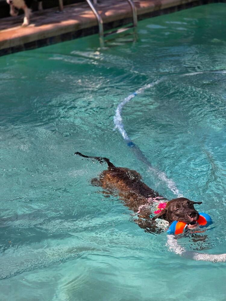 Enlarge Betsy Ross, a Adoptable mixed breed in St. Petersburg, FL image 2/6
