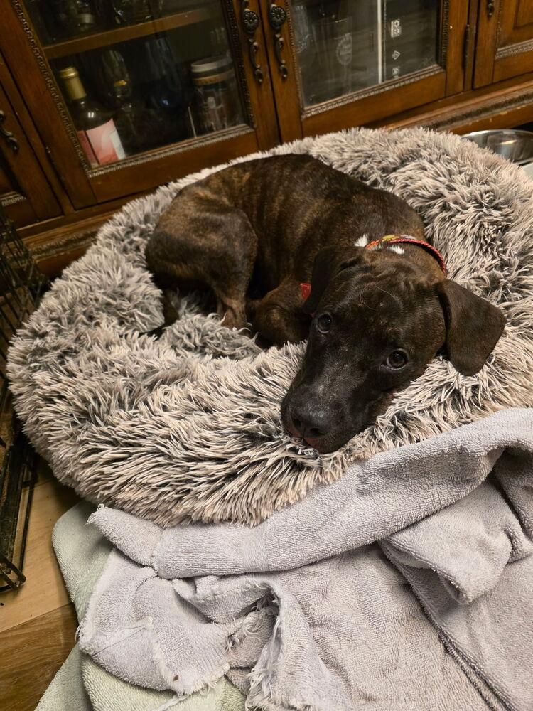 Enlarge Betsy Ross, a Adoptable mixed breed in St. Petersburg, FL image 3/6