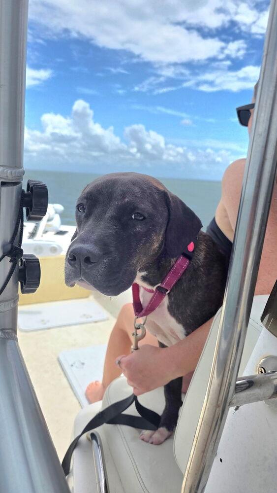 Enlarge Betsy Ross, a Adoptable mixed breed in St. Petersburg, FL image 4/6