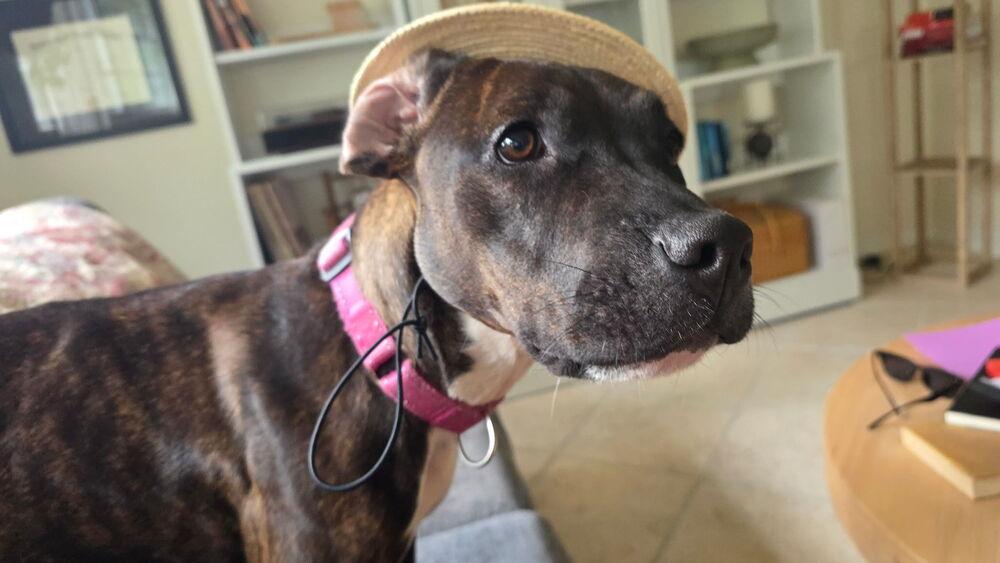 Enlarge Betsy Ross, a Adoptable mixed breed in St. Petersburg, FL image 5/6