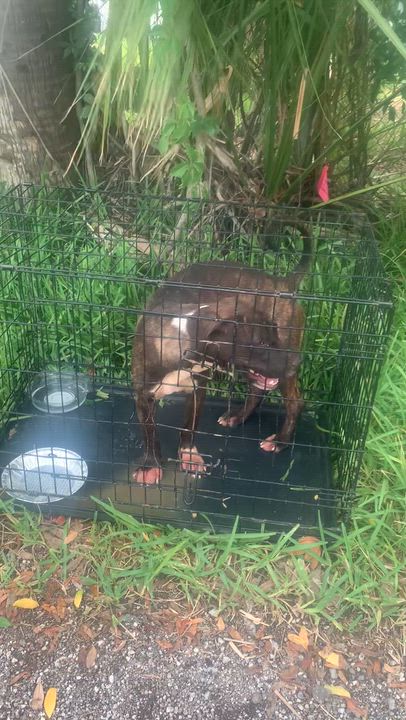 Enlarge Betsy Ross, a Adoptable mixed breed in St. Petersburg, FL video 6/6