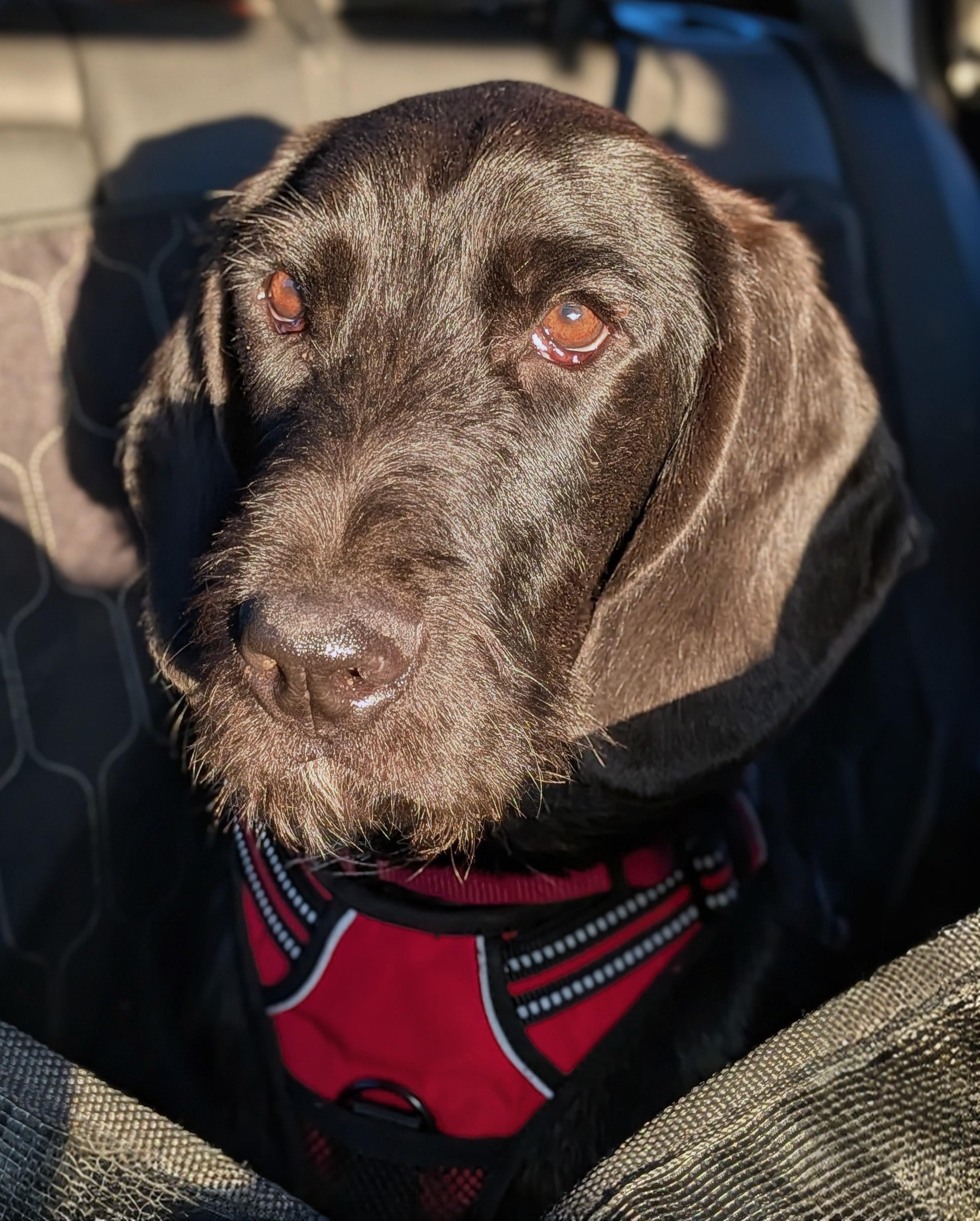 Rick, Adopted, Young Male Basset Hound.