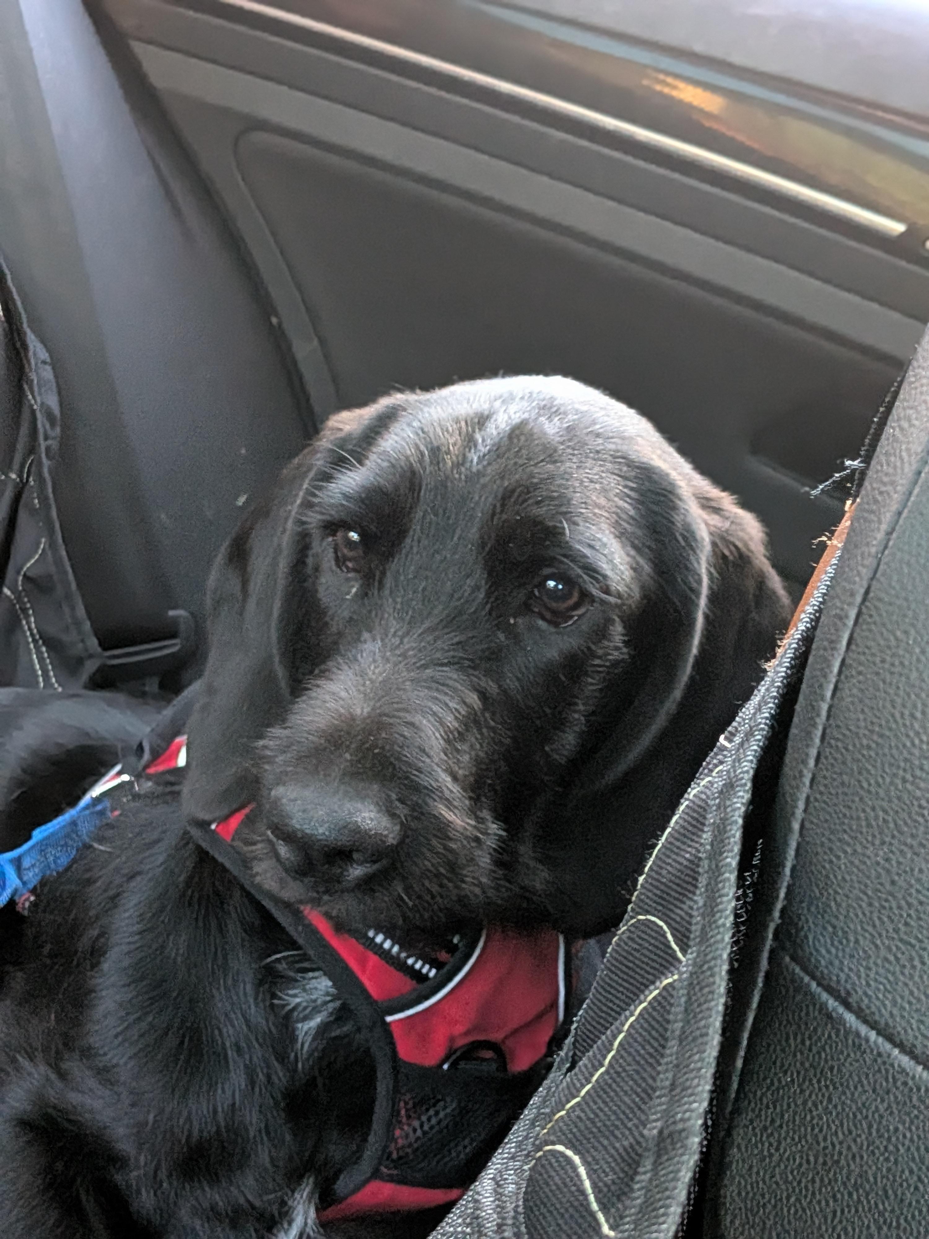 Enlarge Rick, a Adopted mixed breed in TULSA, OK image 2/5