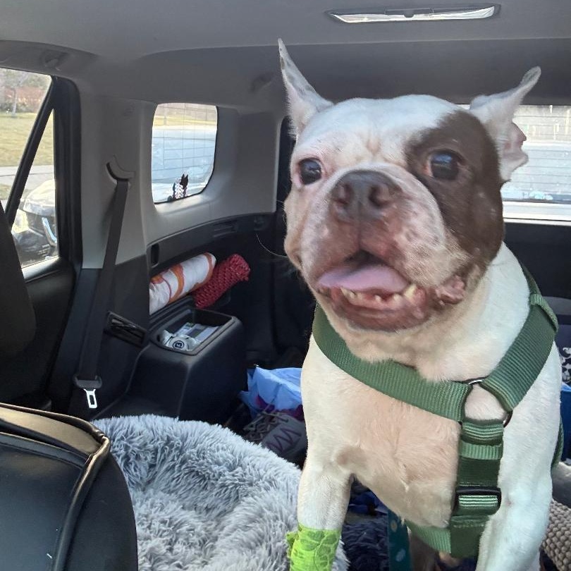 Enlarge George - pending , a Adoptable mixed breed in Littleton, CO image 3/6