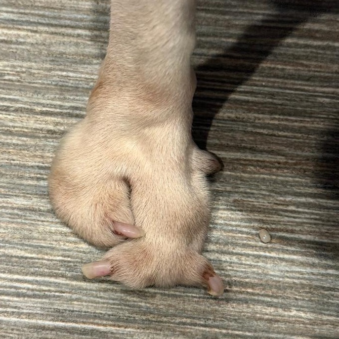 Enlarge George - pending , a Adoptable mixed breed in Littleton, CO image 6/6