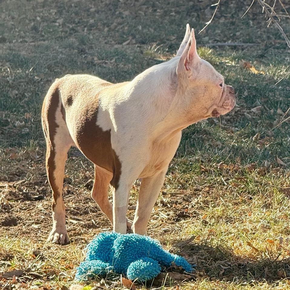 Enlarge George - pending , a Adoptable mixed breed in Littleton, CO image 4/6
