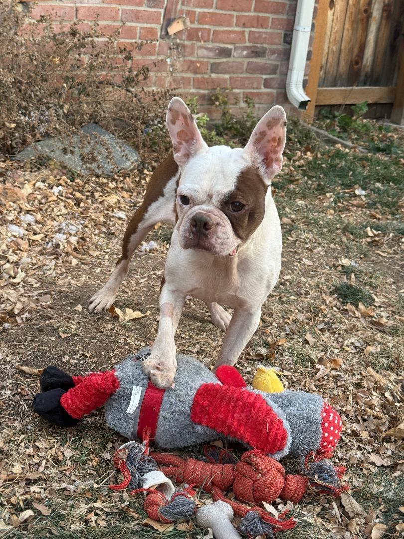 Enlarge George - pending , a Adoptable mixed breed in Littleton, CO image 1/6