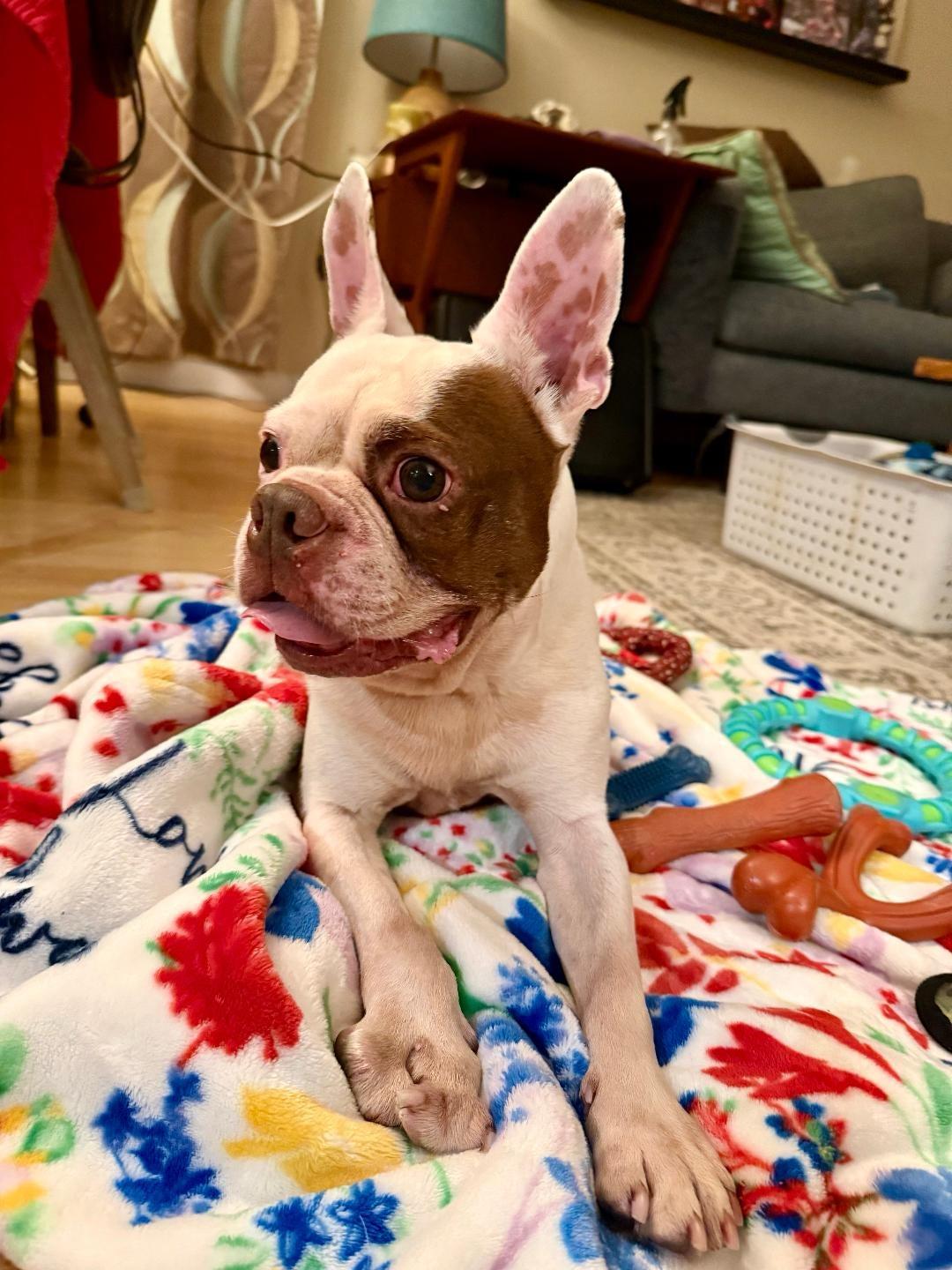 Enlarge George - pending , a Adoptable mixed breed in Littleton, CO image 2/6