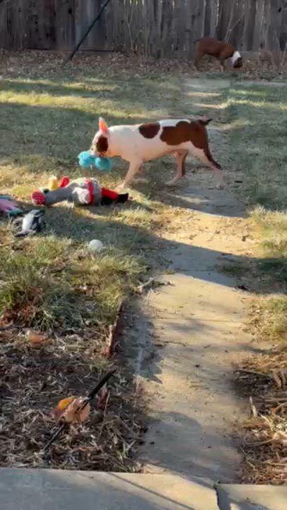 Enlarge George - pending , a Adoptable mixed breed in Littleton, CO video 5/6