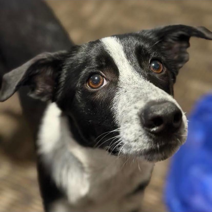 Jasper, a ADOPTABLE mixed breed in Philadelphia, PA image 3/6